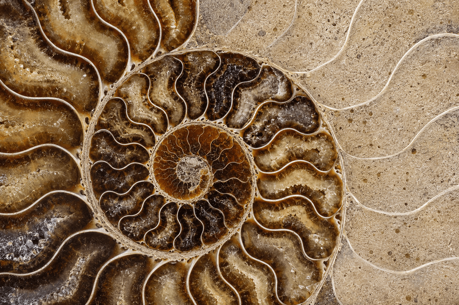 Close-up of an ammonite fossil spiral